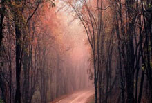 重庆天涯论坛征婚交友：你的姻缘在这里等你！